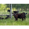 Image 2 : Cutting Edge/Holtry Creek - 575# November Delivery Steer Calves - 100 Head (100 Mile House, BC)