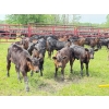 Image 1 : Ryan & Lisa Smith - 560# November Delivery Steer Calves - 85 Head (Winfield, AB)
