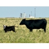 Image 16 : 98 Ranch - 35 October Delivery Angus X Pairs (Lake Elma, SK) VBP+