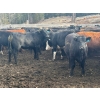 Image 5 : Devick’s Ranch - 890# April Delivery Steers - 117 Head (Kamloops, BC)
