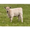 Image 2 : GW Murray Ranches - 510# October Delivery Heifer Calves - 110 Head (Tompkins, SK)