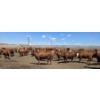 Image 5 : Cattlewood Farms Ltd. - 805# June/July Delivery Heifers - 75 Head (Fincastle, AB)