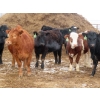 Image 8 : Hebert Livestock Ventures - 665# March Delivery Heifers - 120 Head (Wawota, SK) VBP+