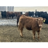 Image 12 : Hawk Ranching - 970# March Delivery Steers - 65 Head (Parkland, AB)