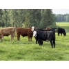 Image 2 : Shane & Tanya Roberts - 1030# September Delivery Grass Steers - 60 Head (Leslieville, AB)