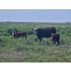 Image 9 : Lee Deschamps - 560# October Delivery Steer Calves - 40 Head (Patricia, AB)