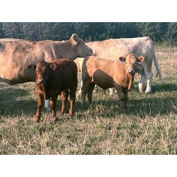 Kruppi Ranch/Dale Crowle - 595# October Delivery Steer Calves - 95 Head (Hemaruka, AB)