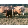 Image 1 : Kruppi Ranch/Dale Crowle - 595# October Delivery Steer Calves - 95 Head (Hemaruka, AB)