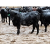 Image 6 : Bill Devos - 725# February Delivery Steers - 80 Head (Fork River, MB)