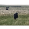 Image 4 : Ed Curry Ranching Ltd. - 570# November Delivery Steer Calves - 180 Head (Big Stone, AB)