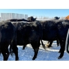 Image 20 : Gerald Retzlaff - 25 Black Angus/Black Angus X Bred Heifers (Fairlight, SK)