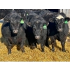 Image 2 : Jay Be Acres Ltd. - 795# March/April Delivery Steers - 76 Head (Deloraine, MB)