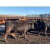 Image 8 : Poplarview Stock Farm - 875# November Delivery Grass Heifers - 140 Head (Pipestone, MB)