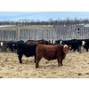 Image 3 : South View Ranch - 710# February Delivery Steers - 74 Head (Ceylon, SK)