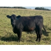 Image 5 : Wolverine Cattle Co. - 935# September Delivery Grass Heifers - 205 Head (Guernsey, SK)