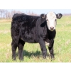Image 11 : Johnson Livestock - 670# December Weaned Heifers - 90 Head (Peebles, SK) VBP+