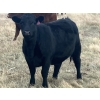 Image 5 : Rafter NZ Ranch - 11 Black X March/April Calving Bred Heifers (Pincher Creek, AB)