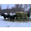 Image 3 : The Grind Stone Ranch - 42 Angus X Bred Cows/Heifers (Charlie Lake, BC)