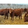 Image 6 : RBD Ranch - 950# January Delivery Steers - 65 Head (Milestone, SK)