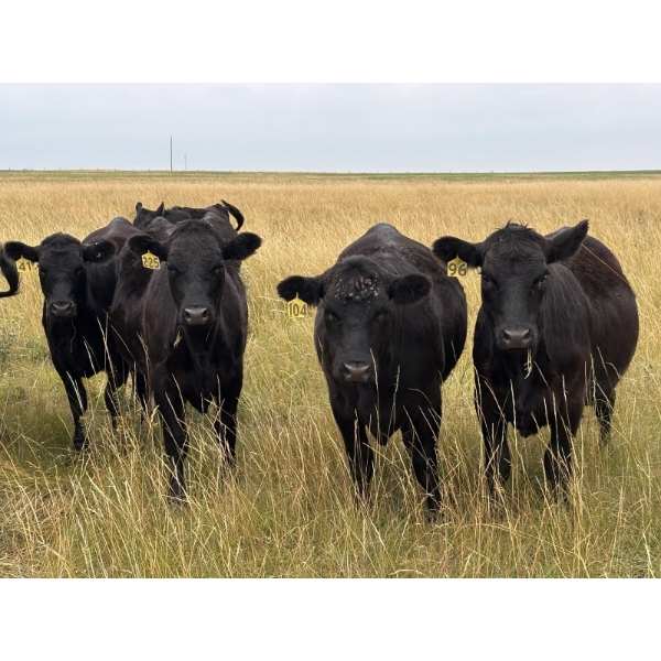 RJ Bart Stock Corp. - 950# August Delivery Grass Heifers - 276 Head (High River, AB)