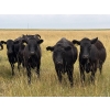 Image 1 : RJ Bart Stock Corp. - 950# August Delivery Grass Heifers - 276 Head (High River, AB)