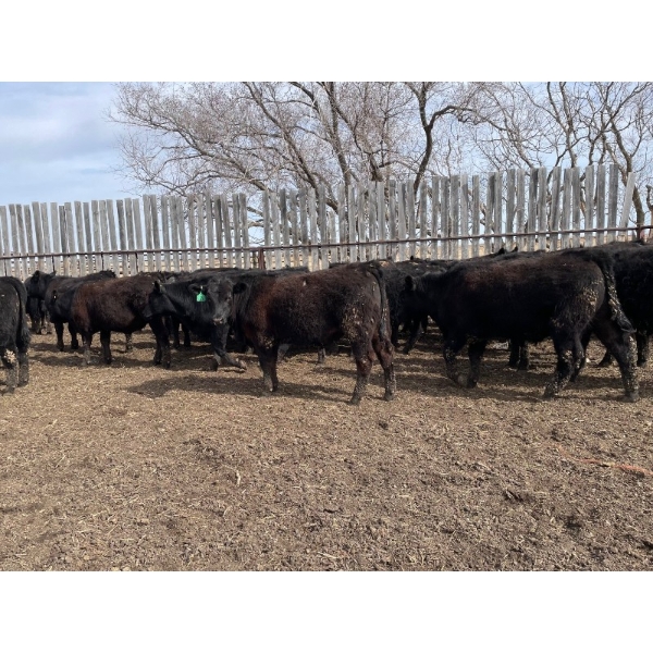 Wade Fewings - 745# April/May Delivery Steers - 77 Head (Pierson, MB) VBP+