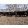 Image 1 : Wade Fewings - 745# April/May Delivery Steers - 77 Head (Pierson, MB) VBP+