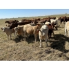 Image 4 : Bar 33 Ranch - 540# November Heifer Calves - 80 Head (Strathmore, AB)