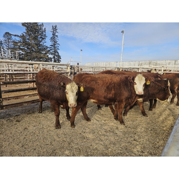 Gemstone Cattle Company - 10 Red Goggle-Eyed Heifers (Pen 331 - 333) 932# avg