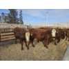 Image 1 : Gemstone Cattle Company - 10 Red Goggle-Eyed Heifers (Pen 331 - 333) 932# avg