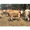 Image 7 : Turtleview Livestock - 870# September Delivery Grass Heifers - 70 Head (Goodlands, MB) VBP+