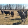 Image 14 : Terry Hines Livestock - 40 Black/BBF Angus X March/April Calving Bred Heifers (Marwayne, AB)
