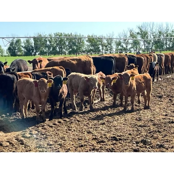 Richard & Wade Sanders - 580# October Delivery Steer Calves - 80 Head (Picture Butte, AB)