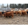 Image 5 : CL Ranches Ltd. - 810# March/April Delivery Steers - 70 Head (Cochrane, AB)