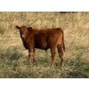 Image 5 : Palmer Ranch - 450# December Delivery Steer Calves - 180 Head (Pincher Creek, AB)
