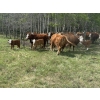 Image 5 : 7C Ranch - 580# October Delivery Steer Calves - 100 Head (Marwayne, AB)