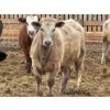 Image 8 : Justin Tateson - 925# March Delivery Steers - 68 Head (Scandia, AB)