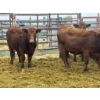 Image 4 : D6 Cattle Farm - 10 Heifers (Pen 517)