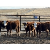 Image 5 : South Ridge Simmentals - 580# Jan/Feb Delivery Heifers - 105 Head (Monarch, AB)