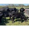Image 9 : Key International - 560# October Delivery Steer Calves - 40 Head (Asquith, SK)