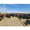 Image 4 : McDougald Ranch Ltd. - 950# September Grass Steers - 160 Head (Maple Creek, SK)