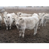 Image 2 : Cluny Colony - 815# October Delivery Weaned Steers - 70 Head (Cluny, AB)