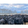 Image 2 : BN Ranch - 730# January Delivery Steers - 240 Head (Boyle, AB)