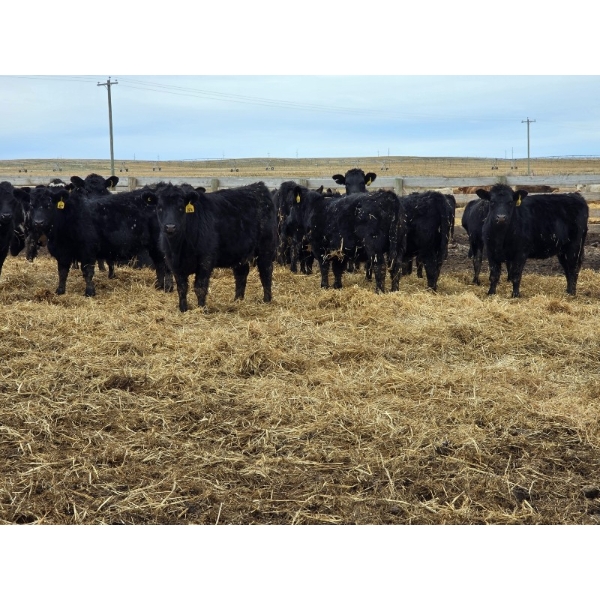 Ripple Rock Ranch - 790# March Delivery Weaned Heifers  -104 Head (Fincastle, AB)