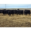 Image 1 : Ripple Rock Ranch - 790# March Delivery Weaned Heifers  -104 Head (Fincastle, AB)