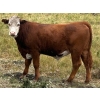 Image 7 : Frolek Cattle Co. - 950# August Delivery Grass Steers - 120 Head (Knutsford, BC)