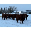 Image 4 : Munro Ranching - 10 Red Angus X March/April Calving Bred Heifers (Cochrane, AB)