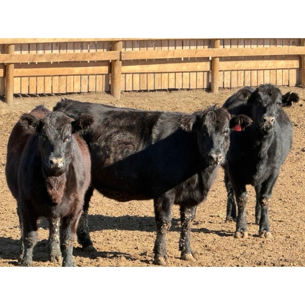Doerksen Farms Partnership - 900# October Delivery Heifers - 70 Head (Gem, AB)