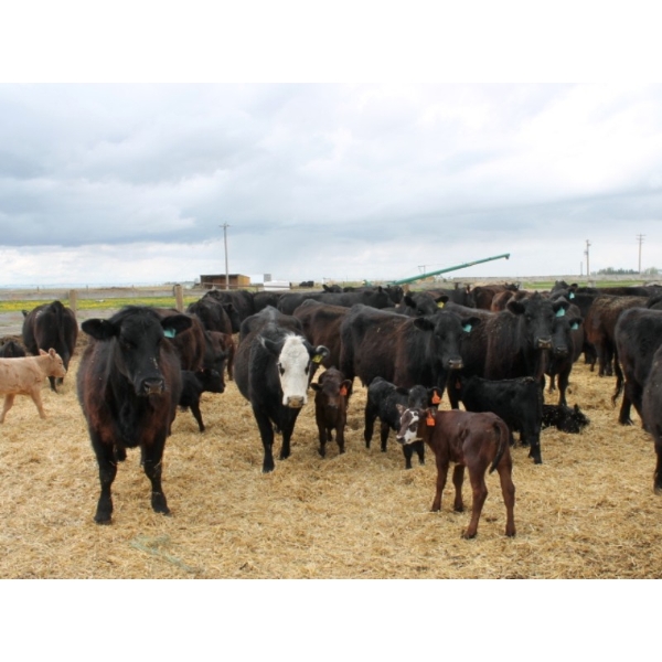 South Ridge Simmentals - 13 Black/BBF/BWF Pairs (Monarch, AB)