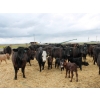 Image 1 : South Ridge Simmentals - 13 Black/BBF/BWF Pairs (Monarch, AB)